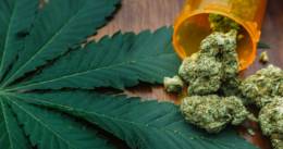 Cannabis marijuana image