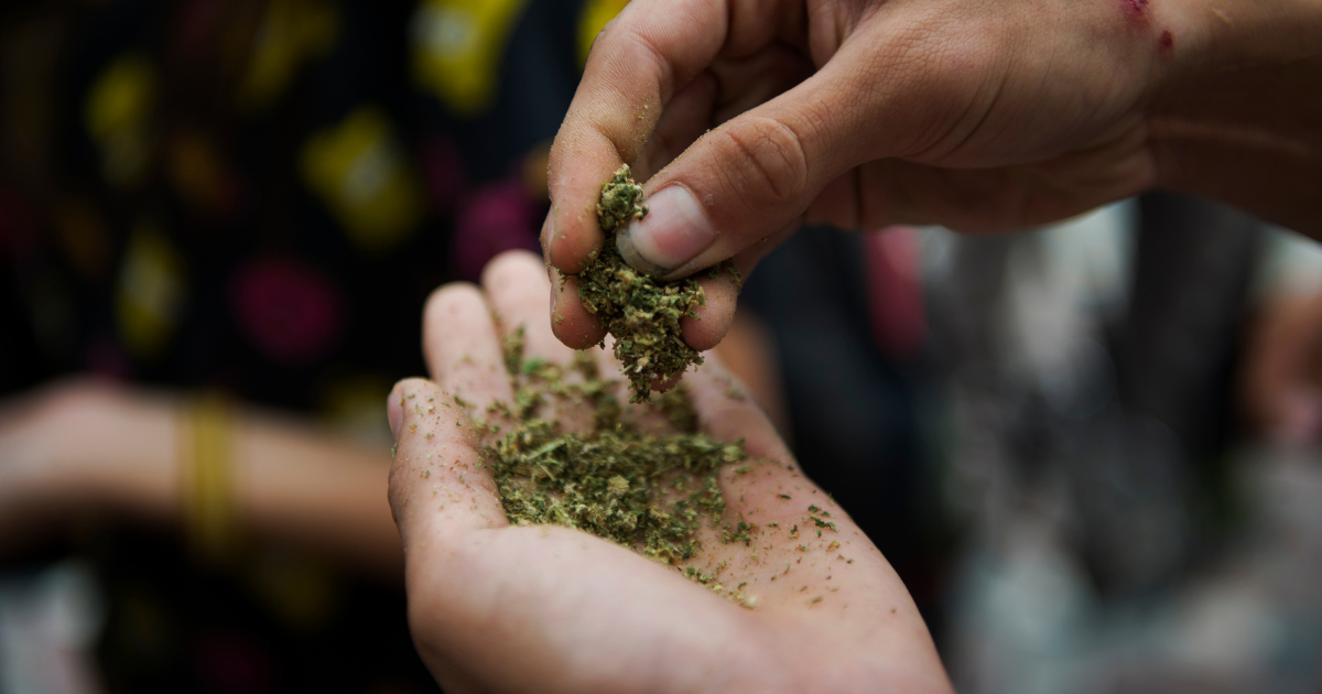 Hands holding and sprinkling a green marijuana leafy substance